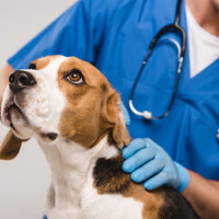 Emergency Care for Pets: How Veterinary Clinics Handle Critical Situations